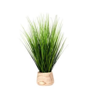 Onion Grass in Round Wood Planter, 20 X 8