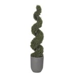 6' Spiral Rosemary Topiary in Round Grey Planter