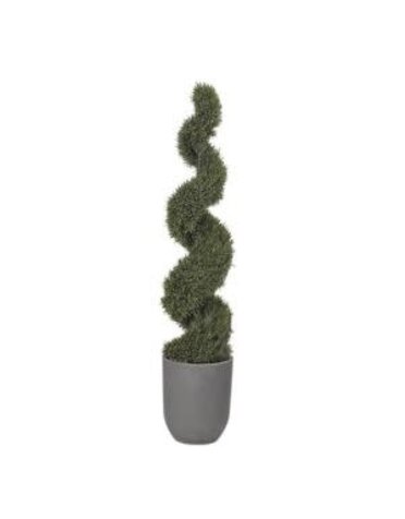 6' Spiral Rosemary Topiary in Round Grey Planter