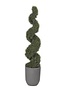 6' Spiral Rosemary Topiary in Round Grey Planter