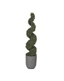 6' Spiral Rosemary Topiary in Round Grey Planter