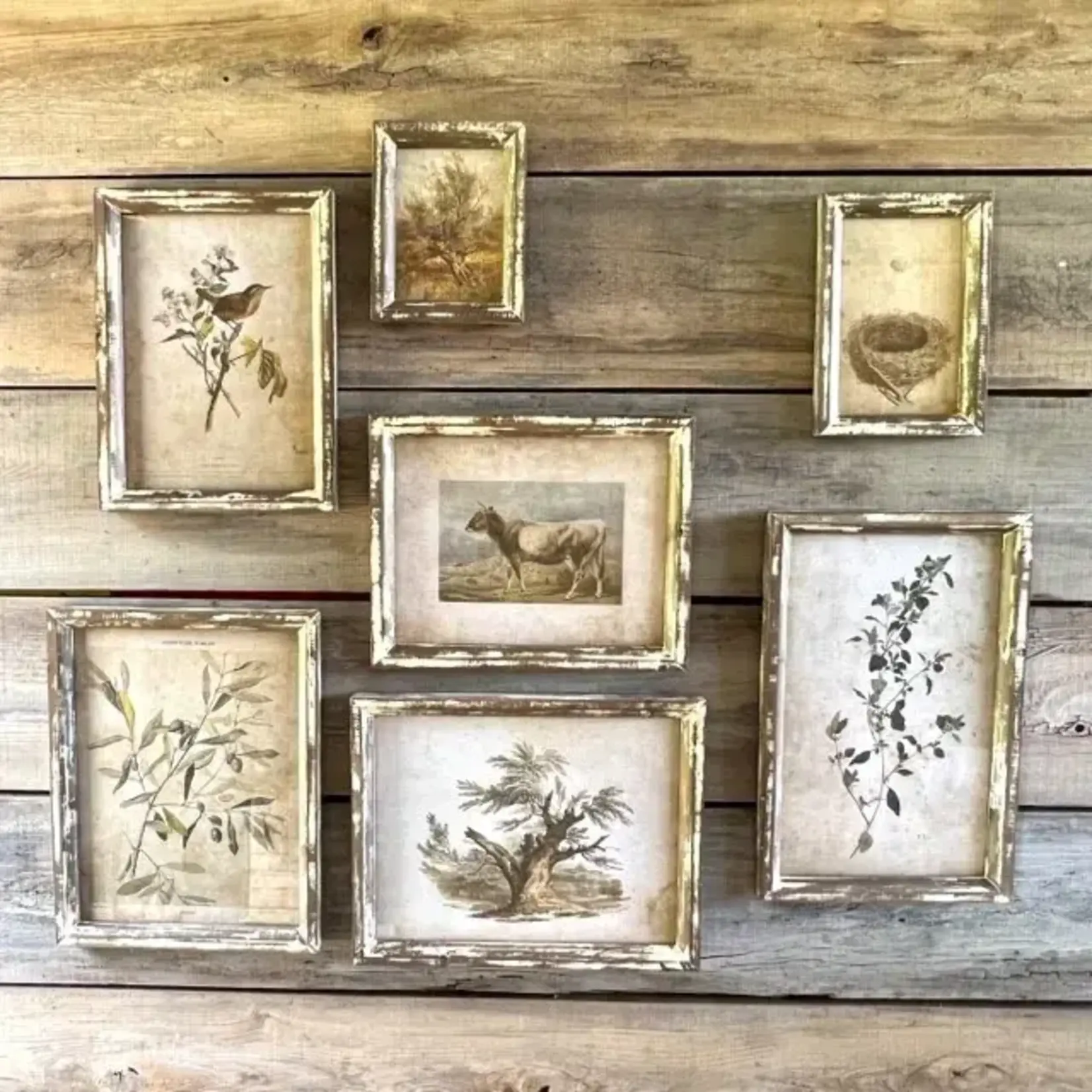 Old Olive Farm Prints - Large