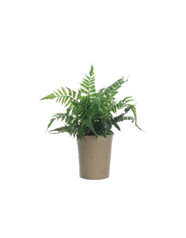 Faux Fern in Paper Pot, 14"