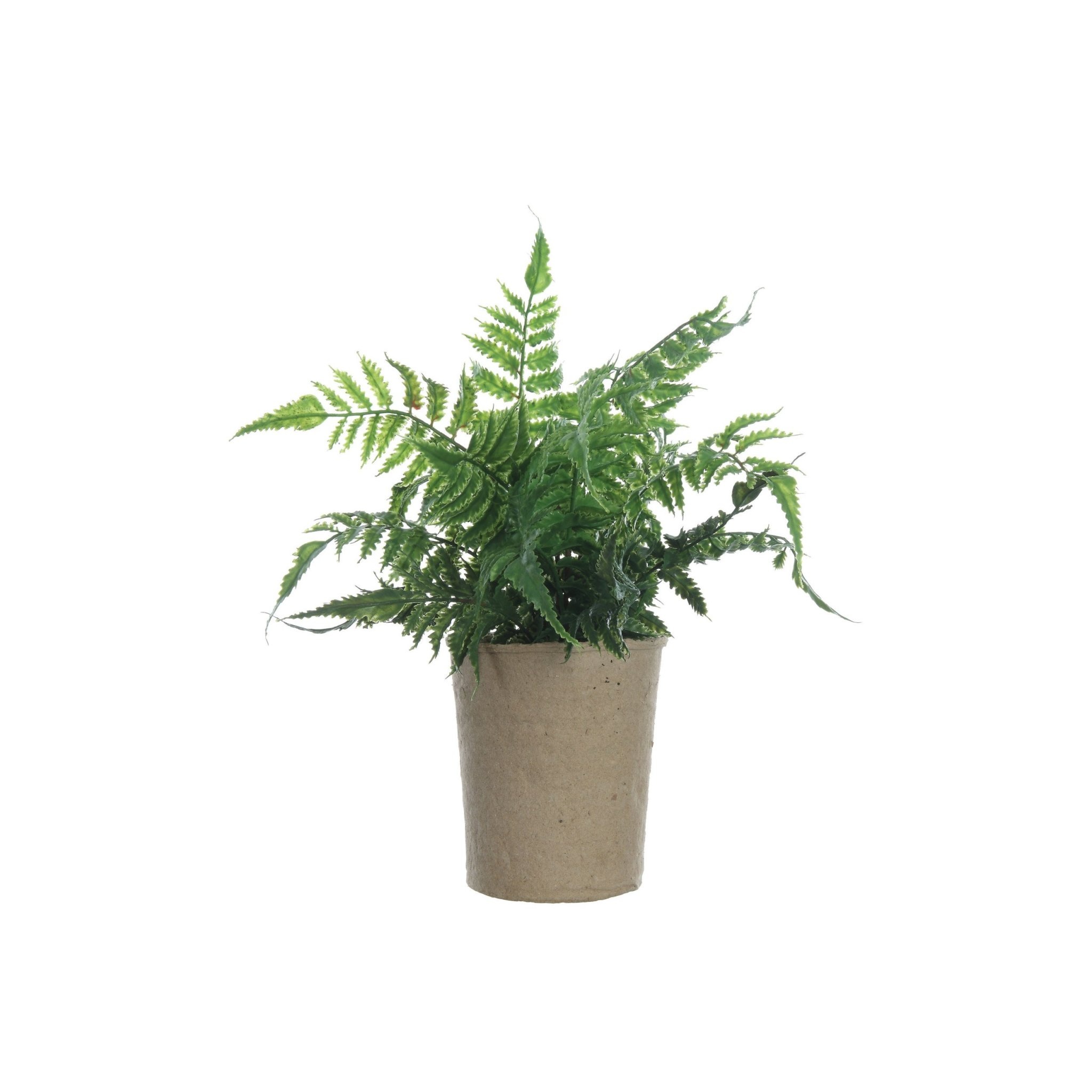 Faux Fern in Paper Pot, 14"