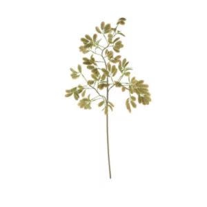 Botanica #3509