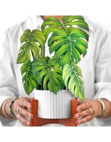 FreshCut Paper Pop-up Greeting Card, Monstera Plant