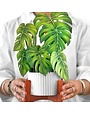 FreshCut Paper Pop-up Greeting Card, Monstera Plant