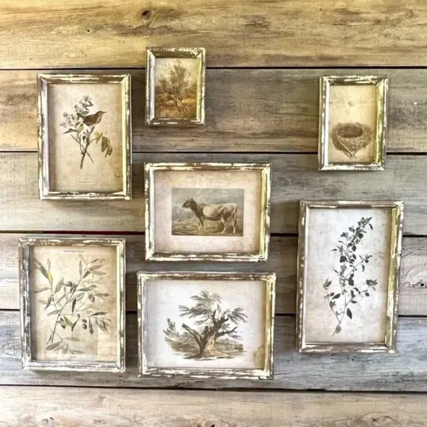 Old Olive Farm Prints - Medium