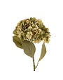 Faded Hydrangea Stem, Large, Green, 24 in.
