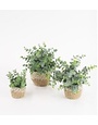 Artificial Eucalyptus Plants in Woven Pot - MEDIUM