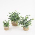 Artificial Eucalyptus Plants in Woven Pot - SMALL
