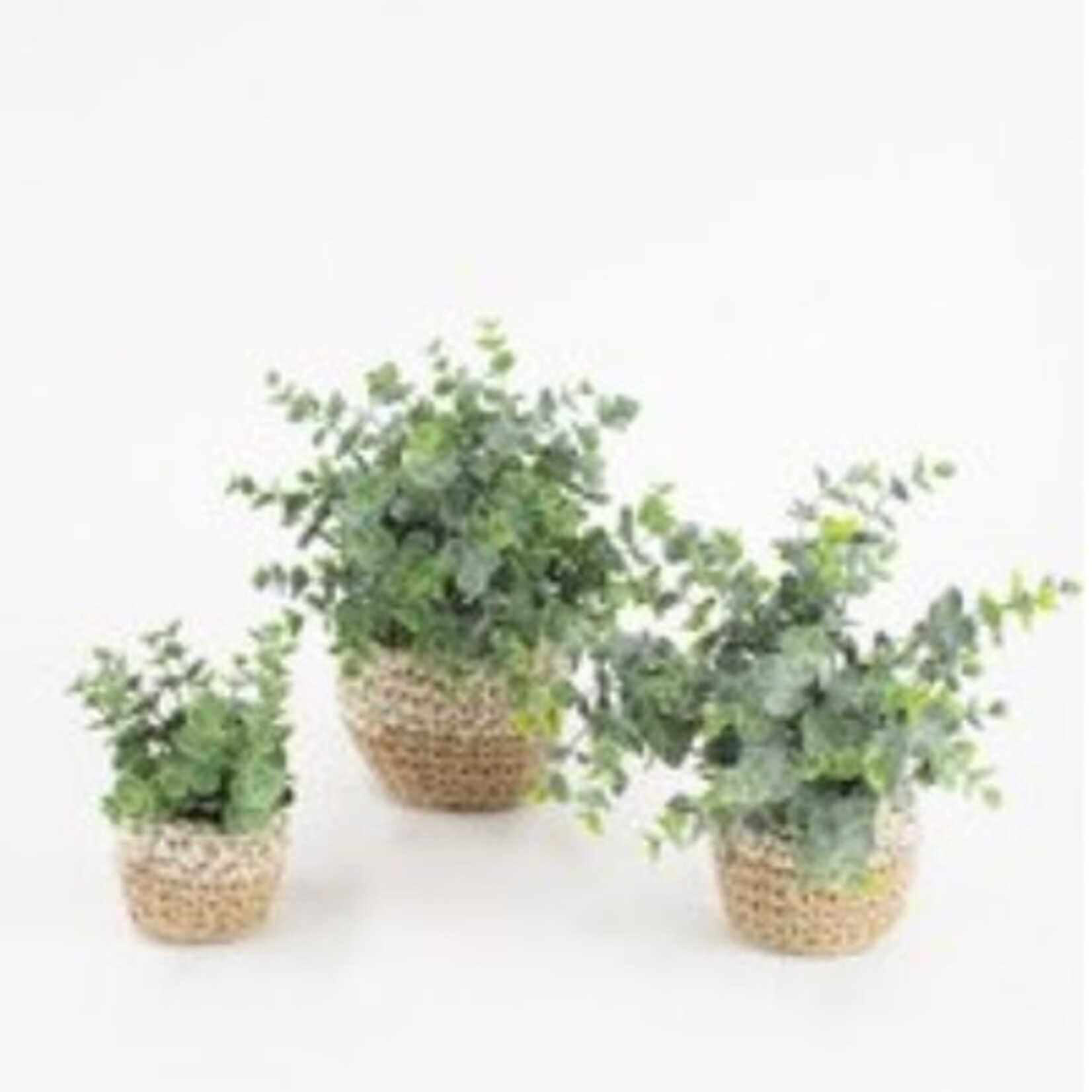 Artificial Eucalyptus Plants in Woven Pot - SMALL