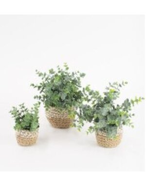 Artificial Eucalyptus Plants in Woven Pot - SMALL