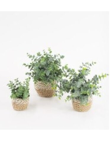 Artificial Eucalyptus Plants in Woven Pot - SMALL