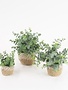 Artificial Eucalyptus Plants in Woven Pot - SMALL