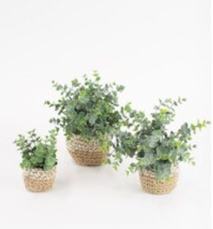 Artificial Eucalyptus Plants in Woven Pot - SMALL