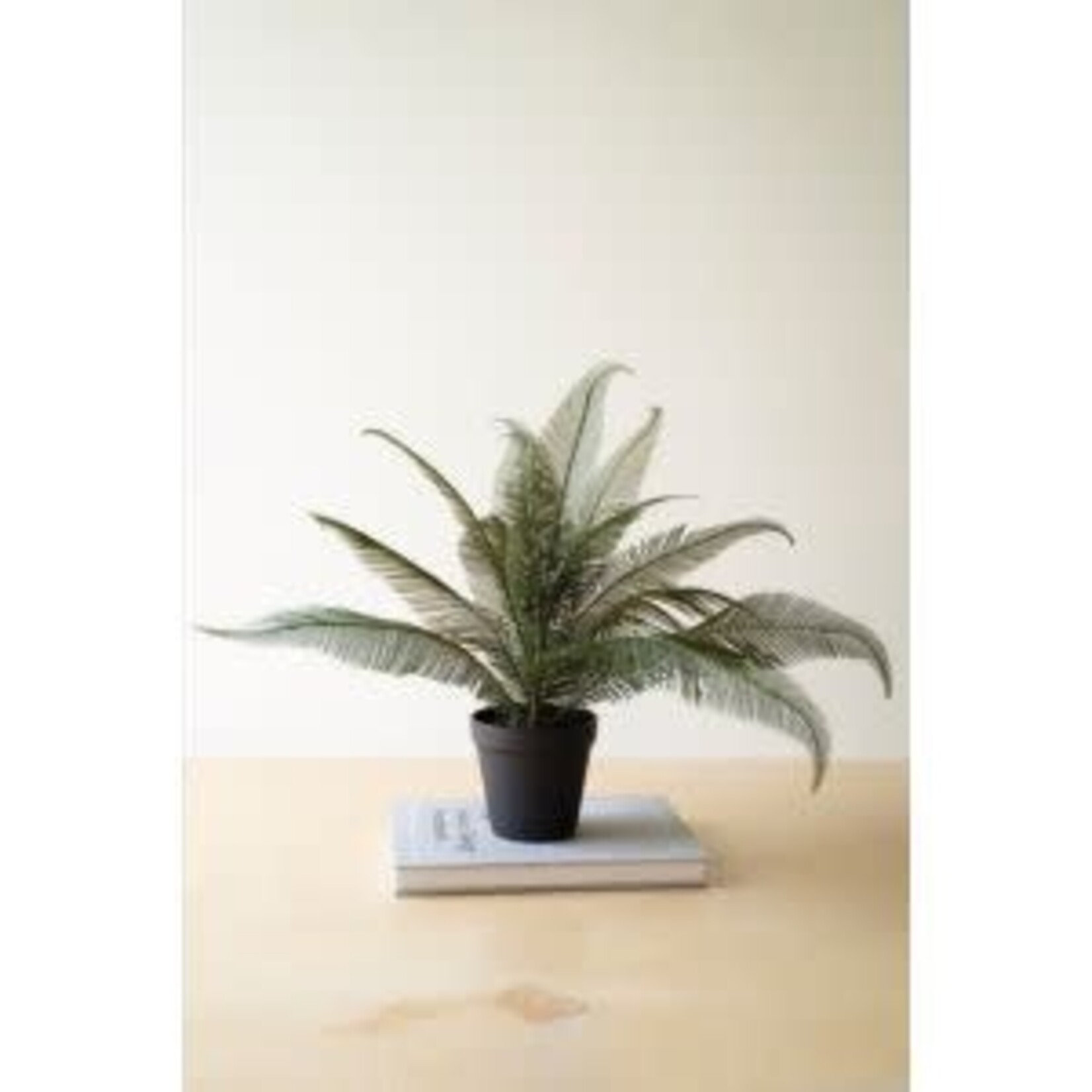 Phoenix Plant in Black Plastic Pot, 22 X 16 in.
