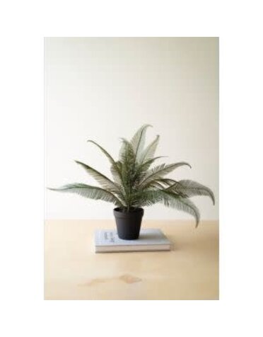 Phoenix Plant in Black Plastic Pot, 22 X 16 in.