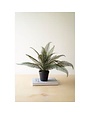 Phoenix Plant in Black Plastic Pot, 22 X 16 in.