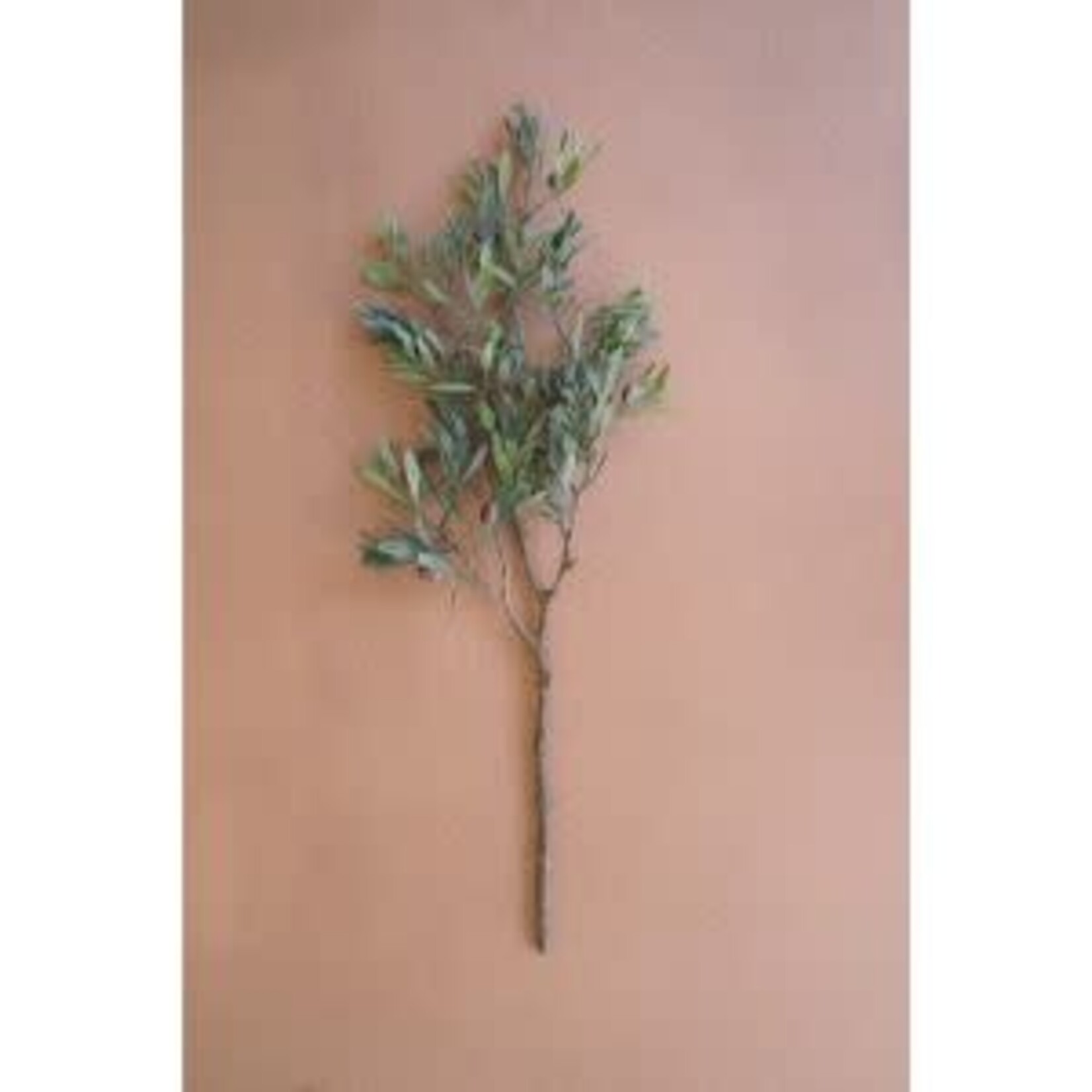 Olive Branch Stem, 32 in.