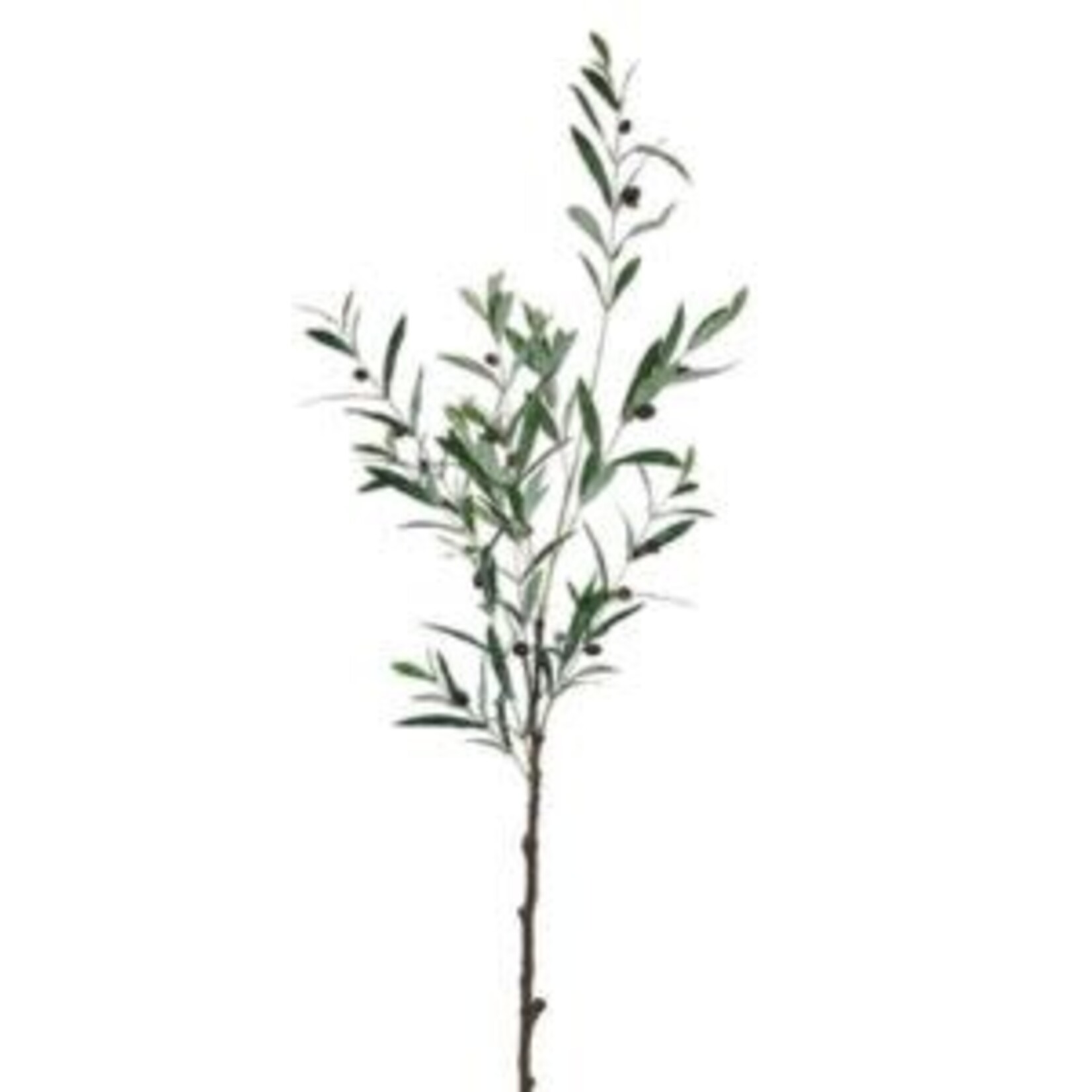 Olive Leaf Branch, 48.5 in.