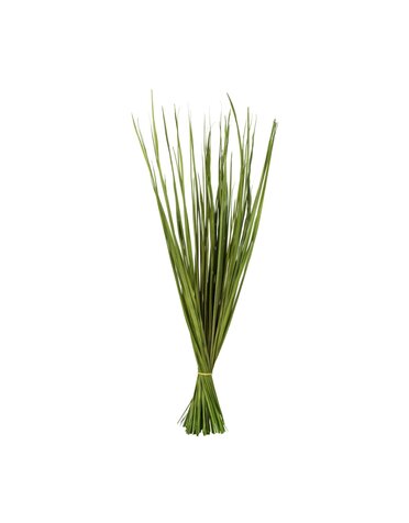 Basil Wild Flax Grass, 28-32 in.