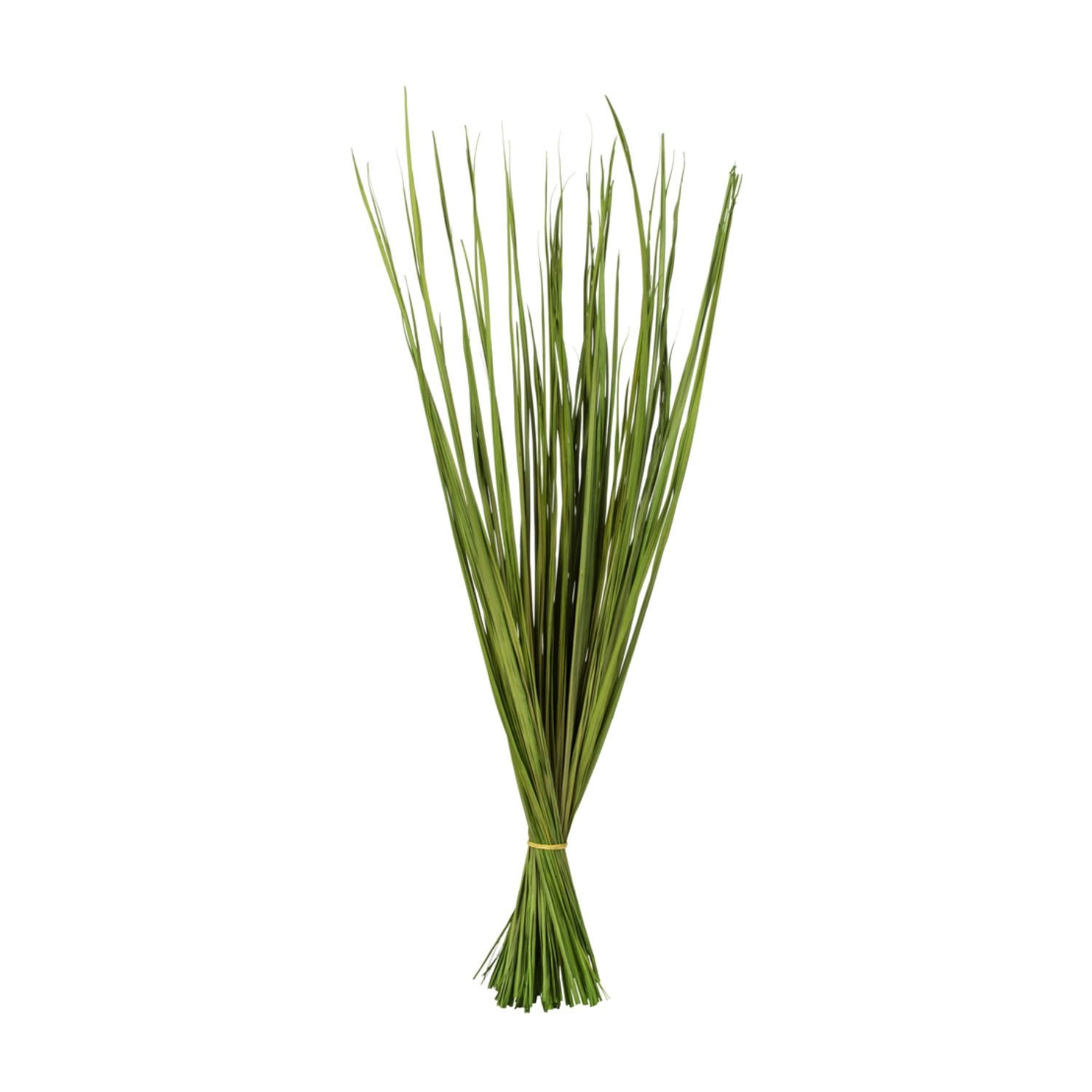 Basil Wild Flax Grass, 28-32 in.