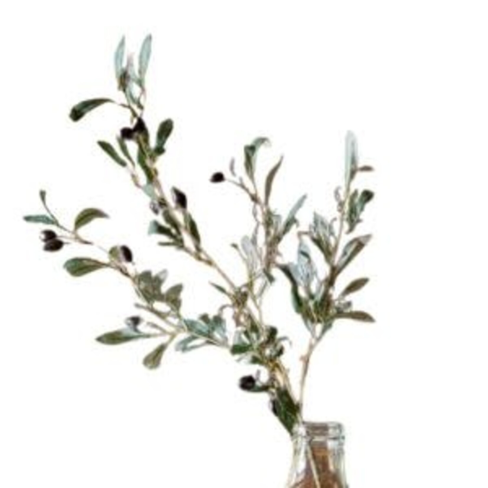 Black Olive Stem, 32 in.