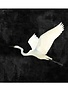 Egret II Gallery Wrap, 40 X 40, Artwork Available for Local Delivery or Pick Up
