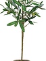 9 x 20 Faux Olive Topiary Tree