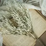 Ragon House White Dance Plant Bush 14.5"