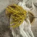 Ragon House Yellow Dance Plant Bush 14.5"