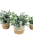 Artificial Eucalyptus Plants in Woven Pot - LARGE