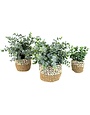 Artificial Eucalyptus Plants in Woven Pot - LARGE