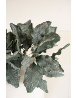Botanica #3636