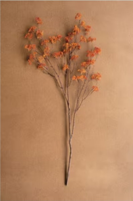 Rice Flower Stem Rust 40" Available for Local Pick Up