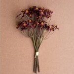 Chamomile Bundle, 6 Stems Burgandy  10"