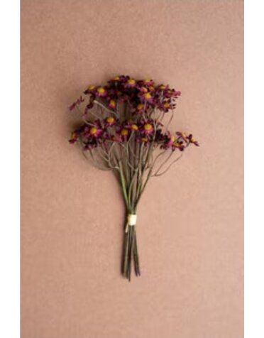 Chamomile Bundle, 6 Stems Burgandy  10"