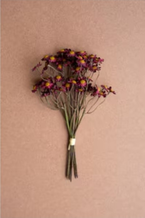 Chamomile Bundle, 6 Stems Burgandy  10"