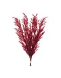 Melrose International Burgandy Plume, 31 in.