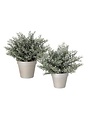 Potted White Bubble Cedar Plant, 13 in