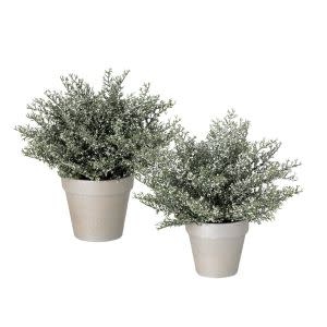 Potted White Bubble Cedar Plant, 13 in