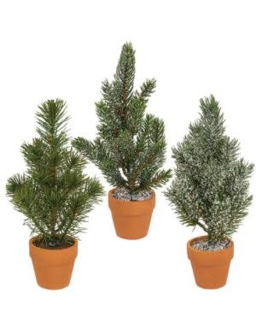 Pine Tree in Terra Cotta Pot, Small, 10 inch, Assorted