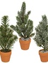 Pine Tree in Terra Cotta Pot, Small, 10 inch, Assorted