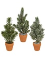 Pine Tree in Terra Cotta Pot, Small, 10 inch, Assorted