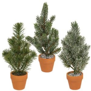 Pine Tree in Terra Cotta Pot, Small, 10 inch, Assorted