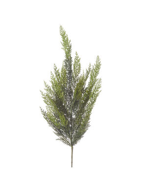 Cedar Spray, 34 in.