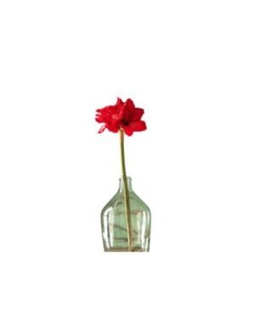 Ruby Petite Amaryllis, 29 in.