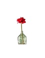 Ruby Petite Amaryllis, 29 in.
