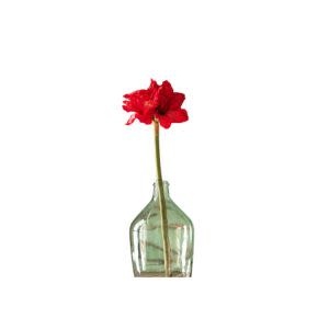 Ruby Petite Amaryllis, 29 in.